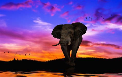 Elephant Sunset Wallpapers Top Free Elephant Sunset Backgrounds