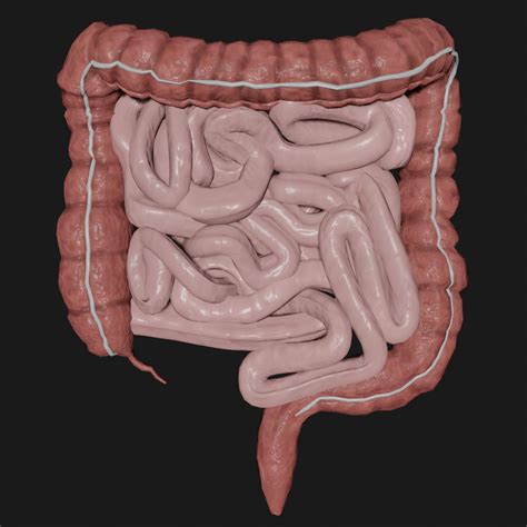 3d Model Intestine Science Organ Turbosquid 1674006
