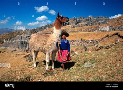 Sacsayhuaman Cuzco Peru Indian Girl With Llama Stock Photo Alamy