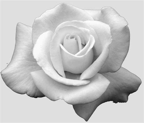 Black and white tattoos for females. para pirograbar | White rose tattoos, Rose tattoos, Rose ...
