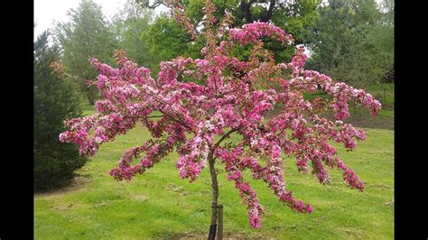 Malus Indian Magic Crab Apple Youtube