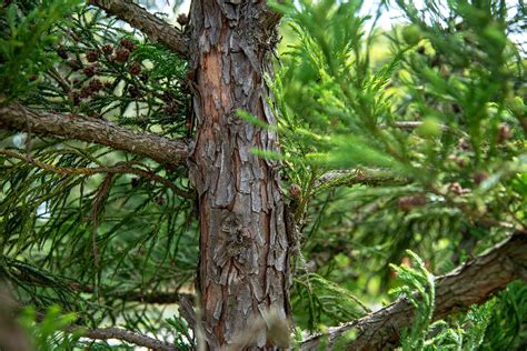 Japanese Cedar Care And Growing Guide