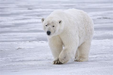 Animales En Peligro De Extinción El Oso Polar