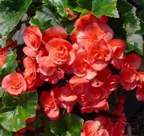 Begonia Plant Care Better Homes And Gardens