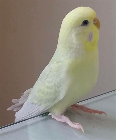 Pin By Kaivings On Rare Budgies Budgies Australian Parrots Budgerigar
