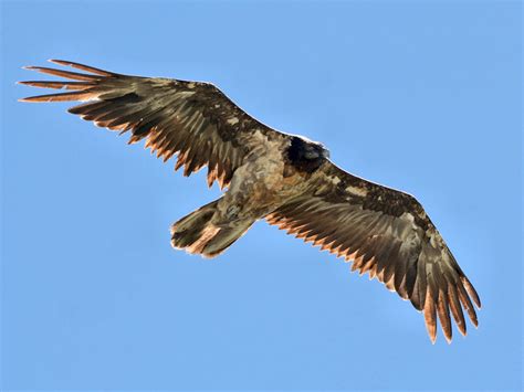 © wereld natuur fondsde lammergier is een van de grootste en kleurrijkste gieren. Bearded Vulture - eBird