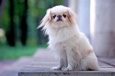 Japanese Chin Dog Breed Information And Characteristics Daily Paws