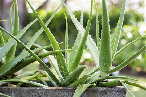 How To Root Aloe Vera Cuttings And Separate Pups Gardeners Path