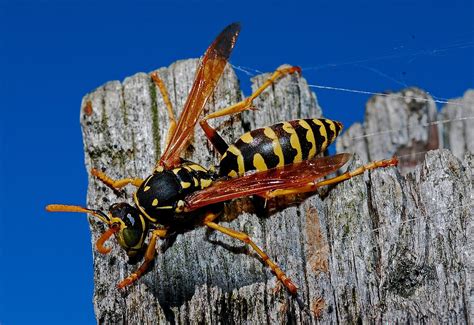 How To Identify Wasps Nests And What To Do Tri X Pest Management