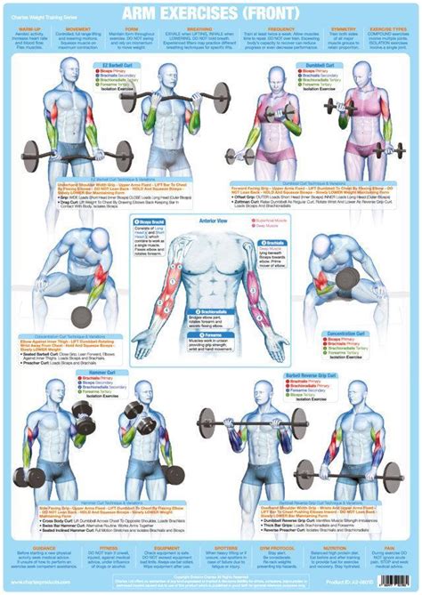 The muscles of the arm anatomical chart does an exemplary job of examining the individual muscles that make up this area of the human body, and how they work together in processes such as motion. Arm Muscles (Front) Weight Training Exercise Chart ...