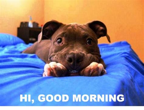 57 Cutest Good Morning Wishes With Puppies