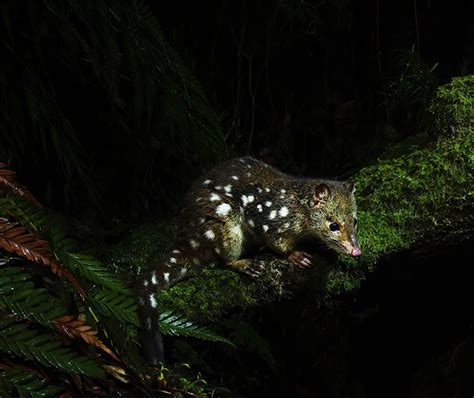 Rare Photos Confirm Illawarras Hidden Spotted Tailed Quoll Population