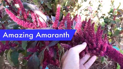 Amazing Amaranth How To Grow Harvest And Cook With This Hardy