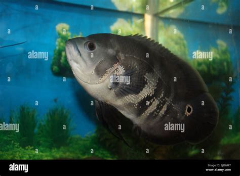 Oscar Fish Stock Photo Alamy