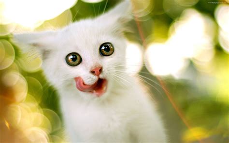 Miao Miao Miao 44 Super Cute White Kitten Enjoy Cats Pinterest