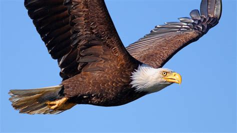 Flying Eagle Photography By Weblink Babbalkumar Artmajeur