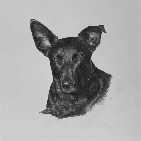 Portrait And Wildlife Art Originals And Prints Jonny Atkinson Art Pet