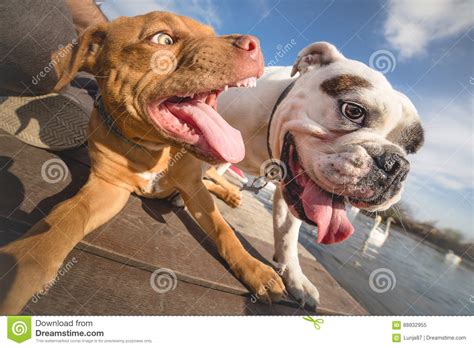 Two Dogs Playing Stock Image Image Of English Lake 88932955