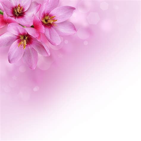 Blossoms Flower Background Image Free Image On Pixabay