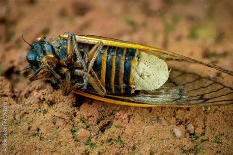 17 Year Cicada Magicicada Sp Killed By Fungus Massospora Cicadina