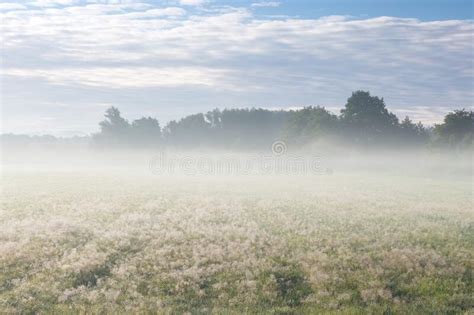 Beautiful Spring Morning Spring Misty Morning In Meadow With Trees