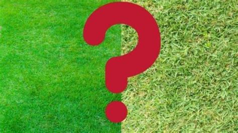 St Augustine Vs Zoysia Which One Is Right For Your Lawn Thriving Yard