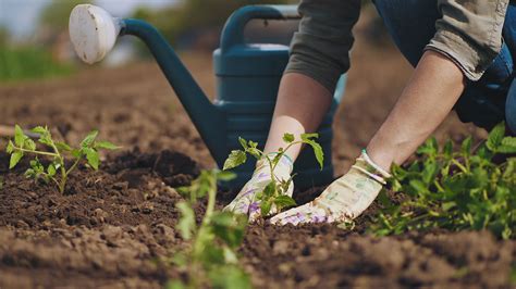 Benefits of and Tips for Gardening in Houston - America's ER