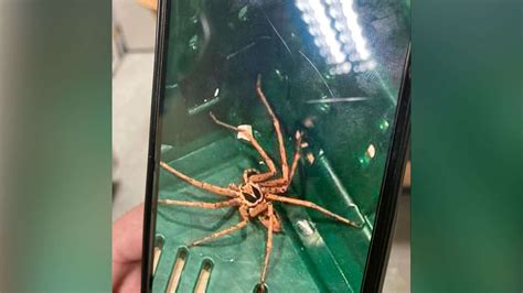 Kaufland-Mitarbeiter entdeckt giftige Spinne – und handelt sofort