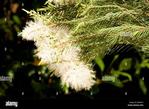 Melaleuca Alternifolia Tree In Bloom On Dark Background Stock Photo Alamy