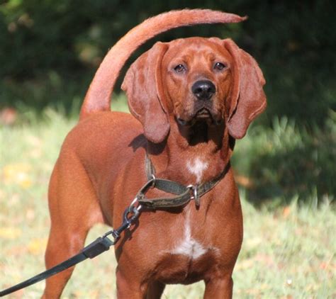 Redbone Coonhound Dog Vitalcute