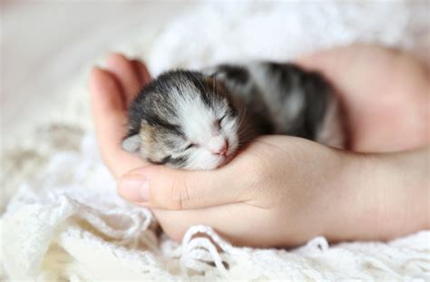Cutetiny Newborn Kittens Kittens Photo 41414123 Fanpop