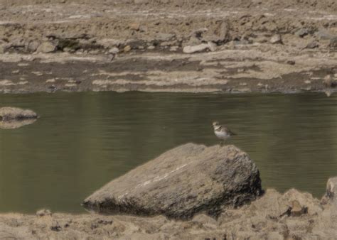 ebird québec checklist 16 aug 2023 barrage du grand moulin 24 species