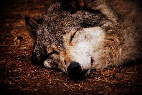 Sleepy Wolf Photograph By Shelby Brower Fine Art America