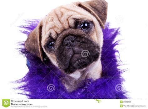 Face Of A Cute Pug Puppy Dog Stock Image Image Of