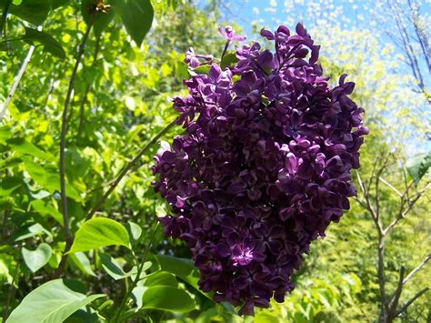 Pocohontas The Darkest Purple Lilac And Very Early Syringa Vulgaris