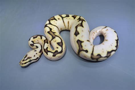 Orange Dream Pastel Calico Spider Poss Yellowbelly Ball Python By
