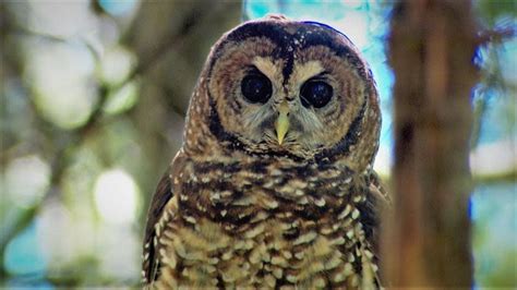 The Spotted Owl The Timber Economy And The Epic Conflict That Defined