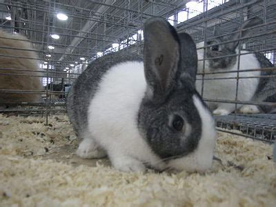 rabbit breeds   world wabbitwiki