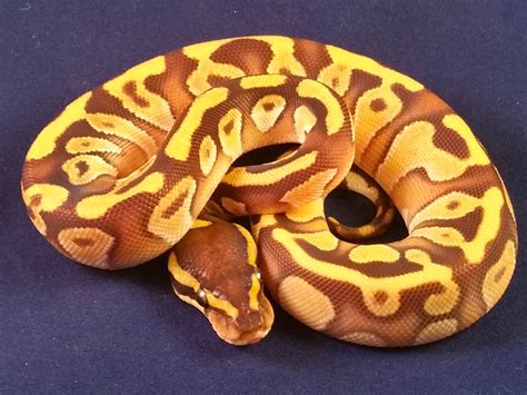 Enchi Mojave Woma Yellow Belly Morph List World Of Ball Pythons