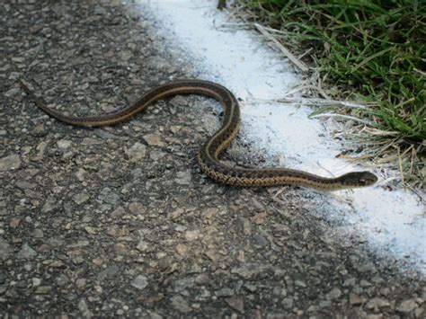But what do spiders eat? Eastern Garter Snake - Snakes in Sutton Massachusetts