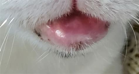 Rodent Ulcers Aka Indolent Ulcers In Cats Tails And Tips