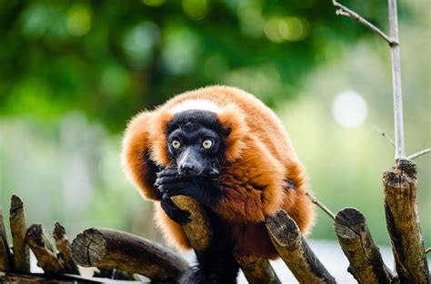 The most beautiful squirrel in existence that no common gray could hold a candle to. Free photo: Red Ruffed Lemur, Wildlife - Free Image on ...