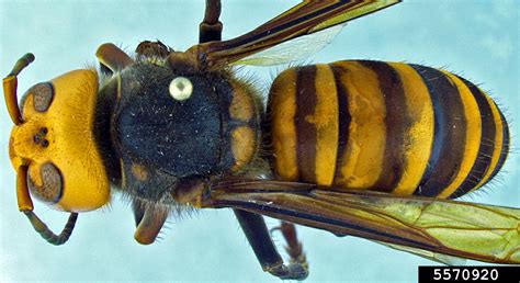 Northern Giant Hornet Formerly Asian Giant Hornet Vespa Mandarinia