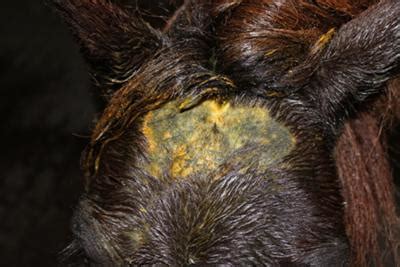 Since neem is also especially high in important fatty acids and vitamin e and can quickly penetrate outer layers of skin, it is extremely effective in healing dry. Neem oil working for scabies on my pony