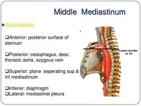 Mediastinal Imaging And Masses