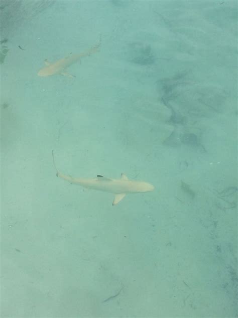 Sharks Maldives