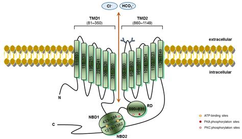 Frontiers Cftr Modulators Shedding Light On Precision Medicine For