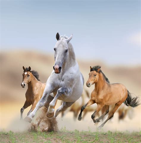 Mustangs Facts About Americas Wild Horses Live Science