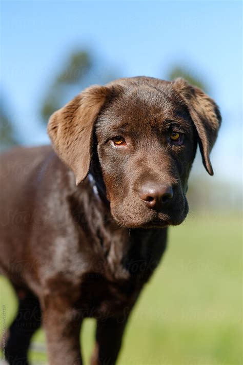 Portrait Of Chocolate Labrador Puppy Stocksy United