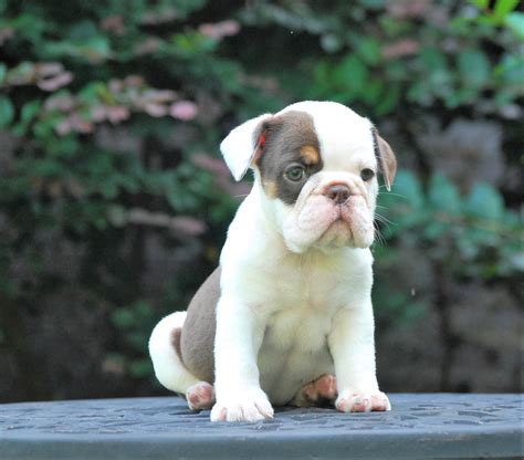 43 How To Train An Olde English Bulldog Puppy Photo Bleumoonproductions